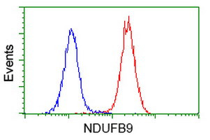 NDUFB9 Antibody in Flow Cytometry (Flow)