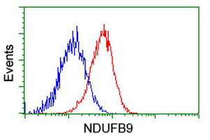 NDUFB9 Antibody in Flow Cytometry (Flow)