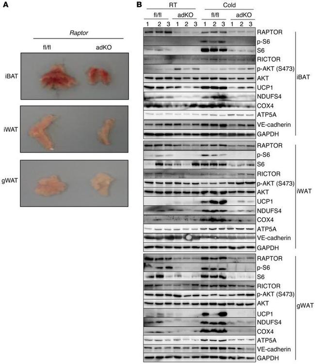 NDUFS4 Antibody in Western Blot (WB)