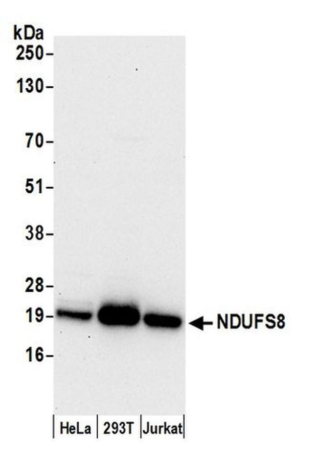 NDUFS8 Antibody in Western Blot (WB)