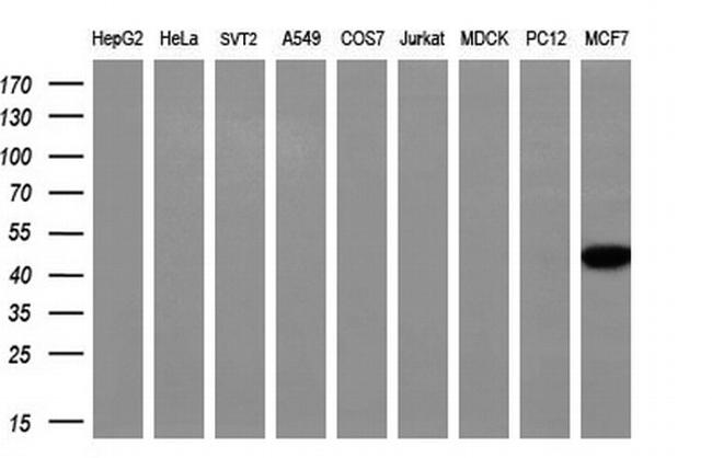 NECAB1 Antibody in Western Blot (WB)