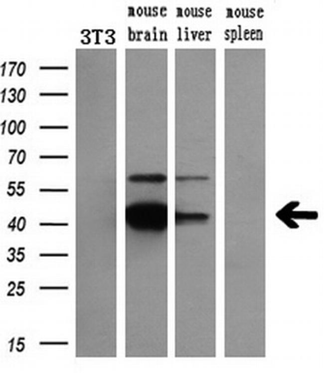 NECAB1 Antibody in Western Blot (WB)