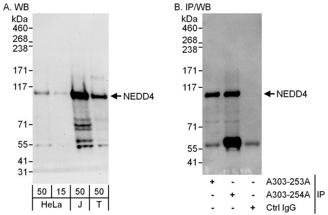 NEDD4 Antibody in Western Blot (WB)