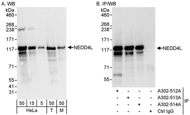 NEDD4L Antibody in Western Blot (WB)