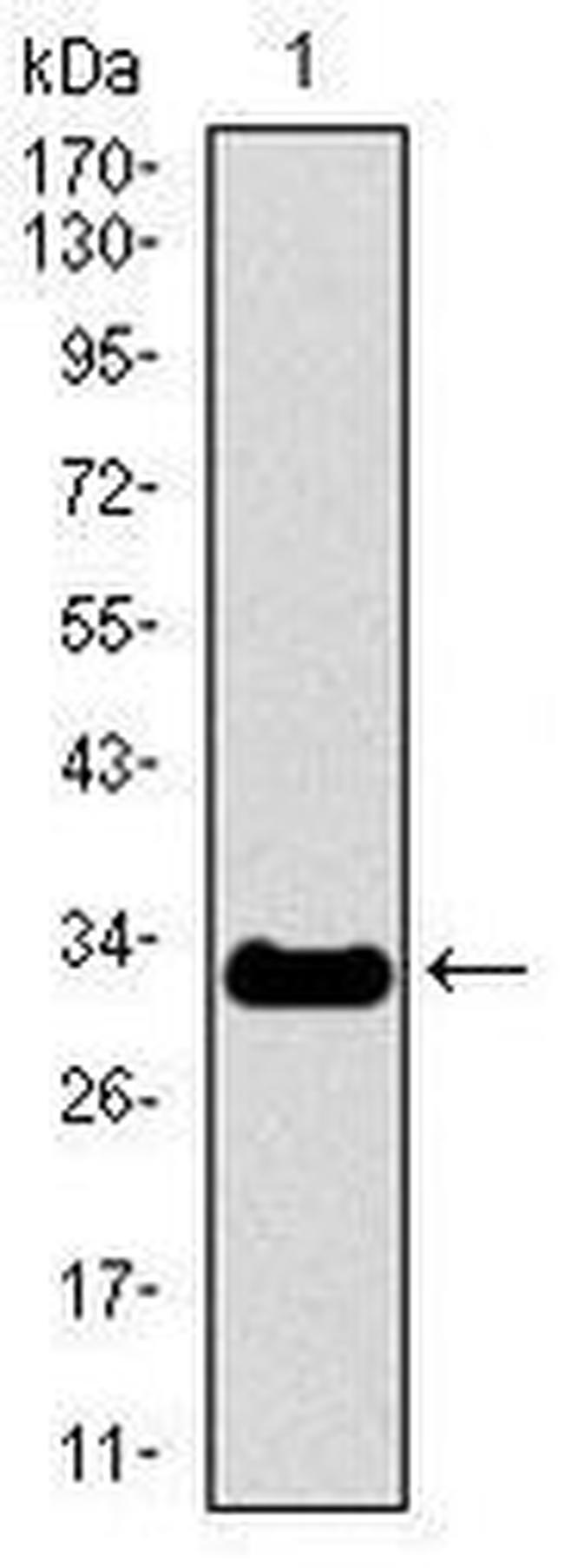 NF-H Antibody in Western Blot (WB)