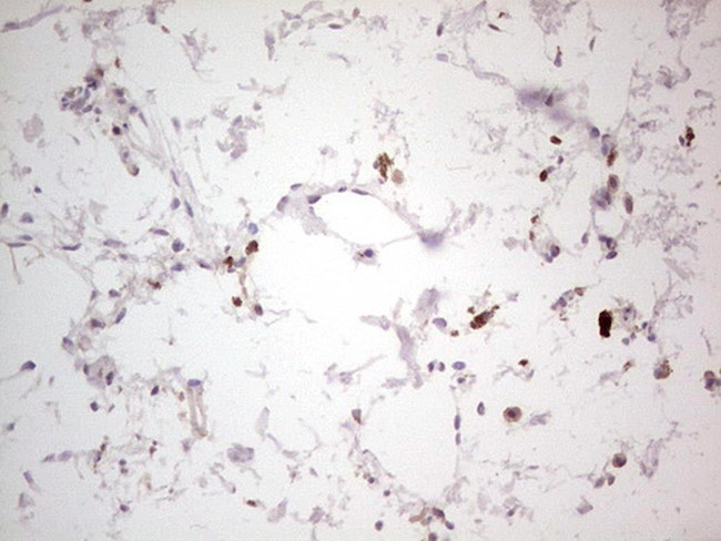 NEFM Antibody in Immunohistochemistry (Paraffin) (IHC (P))