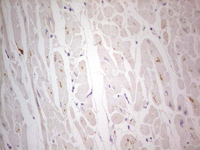 NEFM Antibody in Immunohistochemistry (Paraffin) (IHC (P))