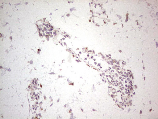 NEFM Antibody in Immunohistochemistry (Paraffin) (IHC (P))