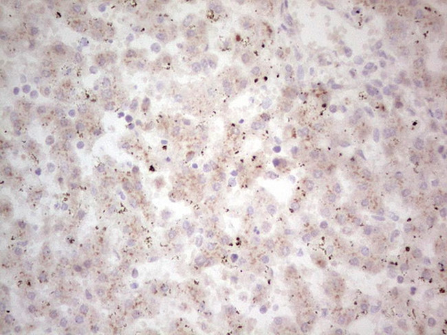 NEFM Antibody in Immunohistochemistry (Paraffin) (IHC (P))