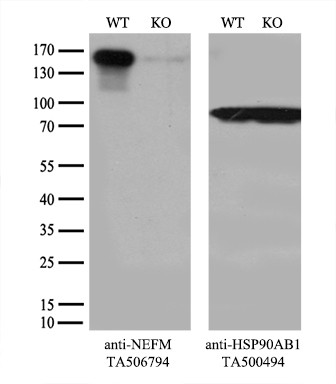 NEFM Antibody