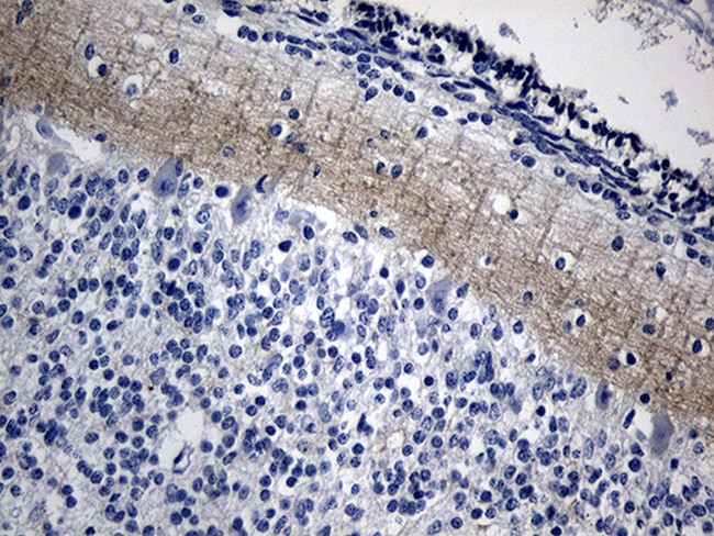 NEGR1 Antibody in Immunohistochemistry (Paraffin) (IHC (P))