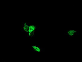 NEK11 Antibody in Immunocytochemistry (ICC/IF)