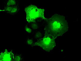 NEK6 Antibody in Immunocytochemistry (ICC/IF)