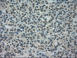 NEK6 Antibody in Immunohistochemistry (Paraffin) (IHC (P))