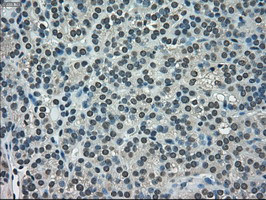 NEK6 Antibody in Immunohistochemistry (Paraffin) (IHC (P))