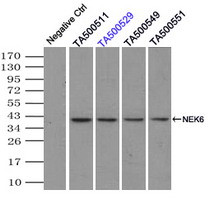 NEK6 Antibody in Immunoprecipitation (IP)