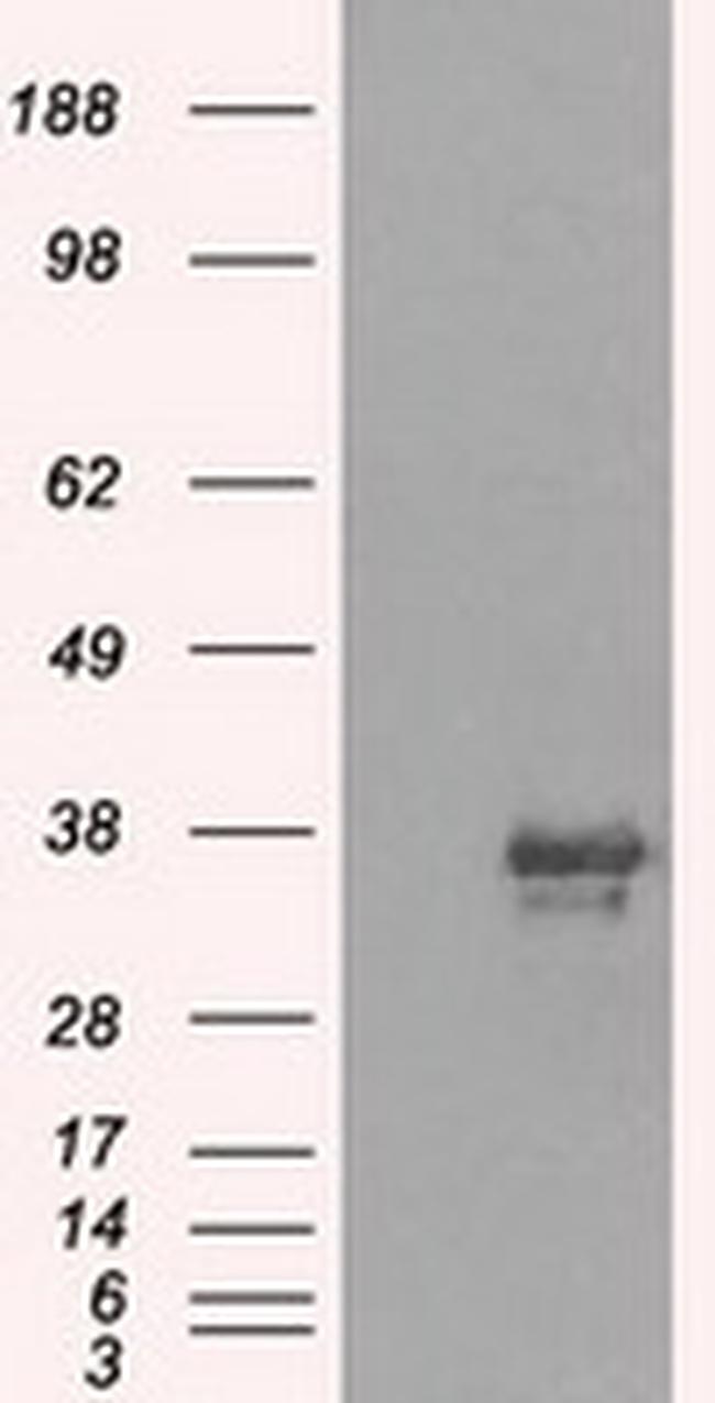 NEK6 Antibody in Western Blot (WB)