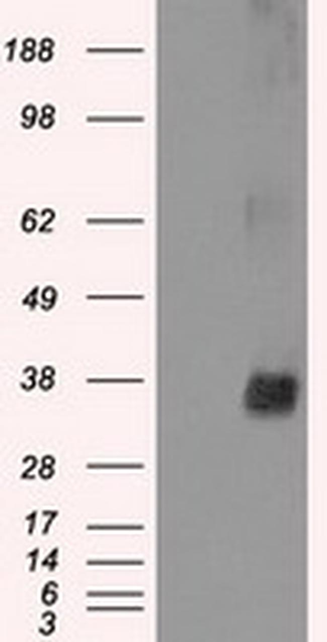 NEK6 Antibody in Western Blot (WB)