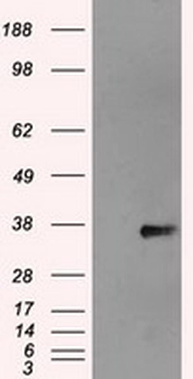 NEK6 Antibody in Western Blot (WB)