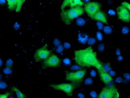 NEK9 Antibody in Immunocytochemistry (ICC/IF)