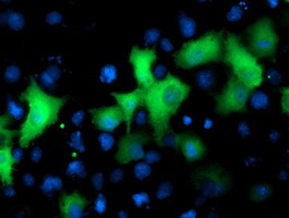 NEK9 Antibody in Immunocytochemistry (ICC/IF)