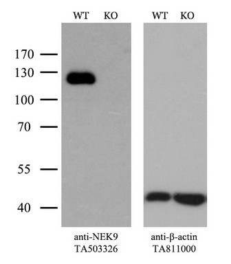 NEK9 Antibody