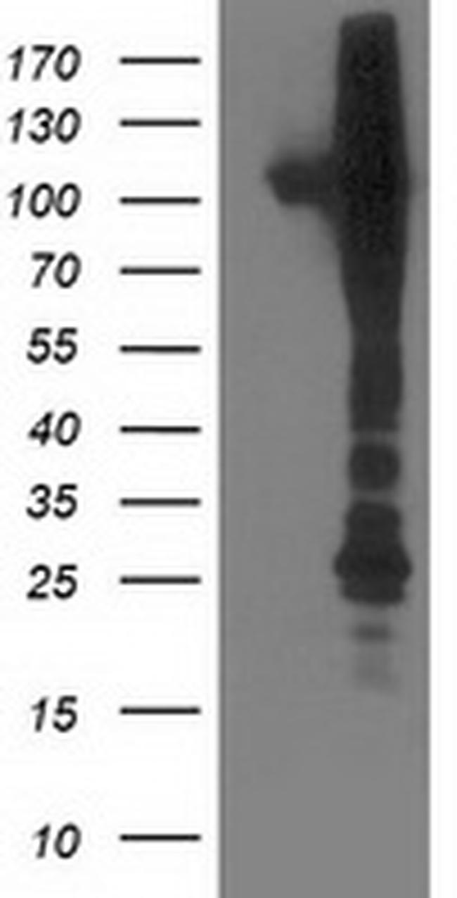 NEK9 Antibody in Western Blot (WB)