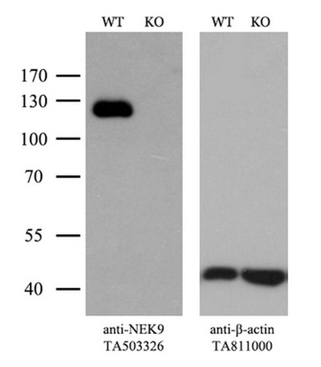 NEK9 Antibody in Western Blot (WB)