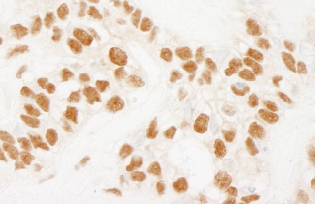 NELFE Antibody in Immunohistochemistry (IHC)