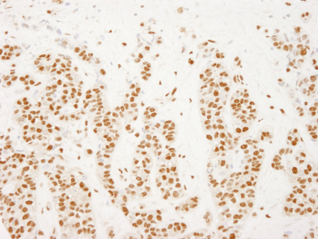 NELFE Antibody in Immunohistochemistry (IHC)