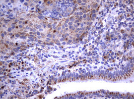 NEU1 Antibody in Immunohistochemistry (Paraffin) (IHC (P))