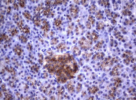 NEU1 Antibody in Immunohistochemistry (Paraffin) (IHC (P))