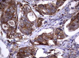 NEU1 Antibody in Immunohistochemistry (Paraffin) (IHC (P))