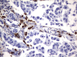 NEU1 Antibody in Immunohistochemistry (Paraffin) (IHC (P))