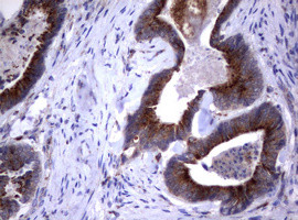 NEU1 Antibody in Immunohistochemistry (Paraffin) (IHC (P))