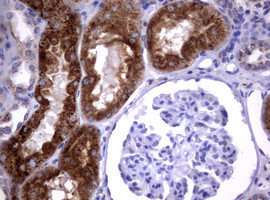 NEU1 Antibody in Immunohistochemistry (Paraffin) (IHC (P))