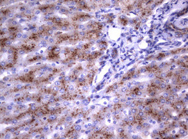 NEU1 Antibody in Immunohistochemistry (Paraffin) (IHC (P))