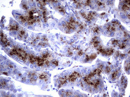 NEU1 Antibody in Immunohistochemistry (Paraffin) (IHC (P))