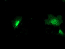 NEU2 Antibody in Immunocytochemistry (ICC/IF)