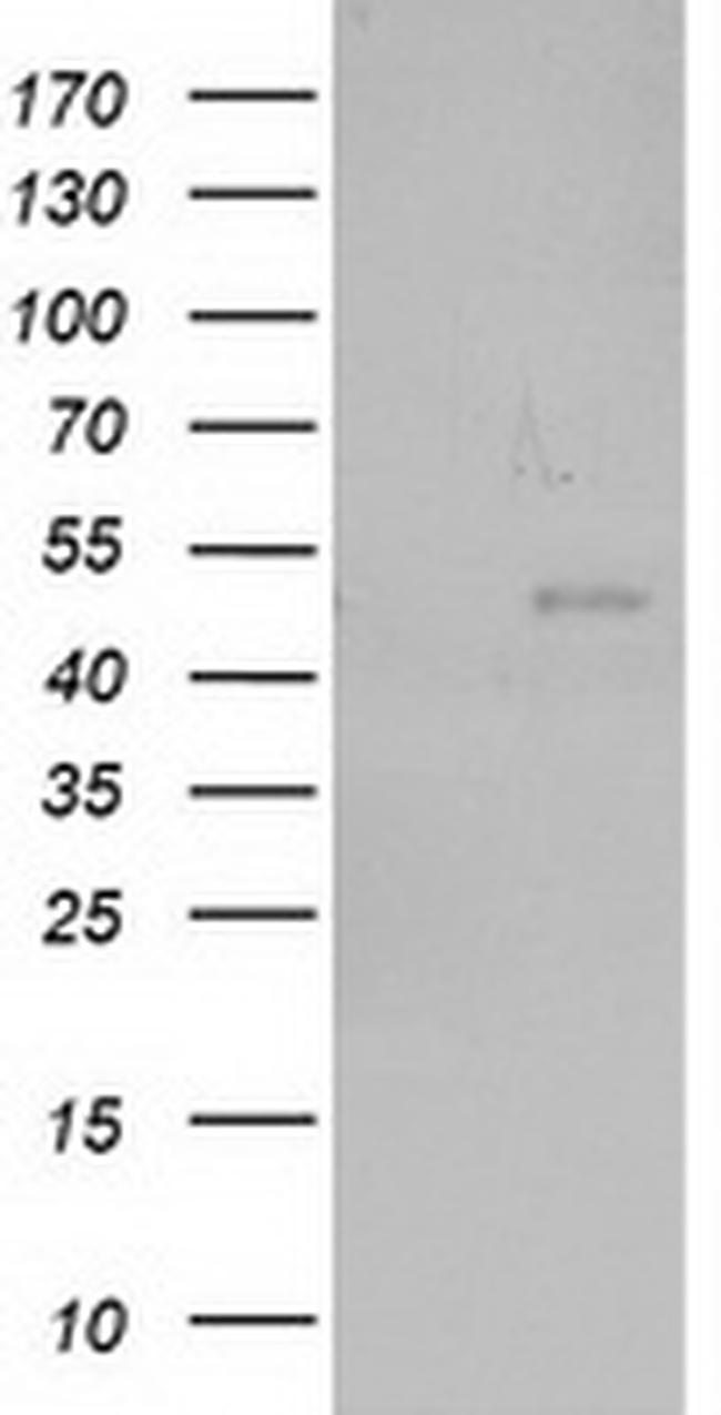 NEU2 Antibody in Western Blot (WB)