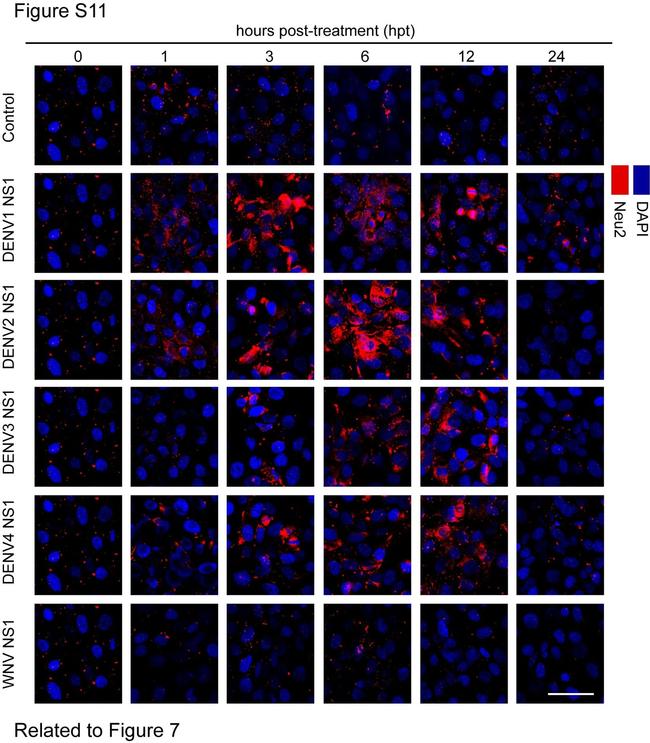 NEU2 Antibody in Immunocytochemistry (ICC/IF)