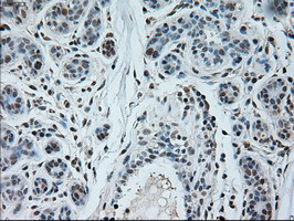 NEUROG1 Antibody in Immunohistochemistry (Paraffin) (IHC (P))