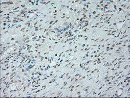 NEUROG1 Antibody in Immunohistochemistry (Paraffin) (IHC (P))