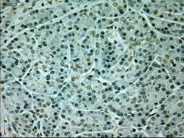 NEUROG1 Antibody in Immunohistochemistry (Paraffin) (IHC (P))