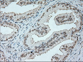 NEUROG1 Antibody in Immunohistochemistry (Paraffin) (IHC (P))