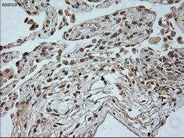 NEUROG1 Antibody in Immunohistochemistry (Paraffin) (IHC (P))