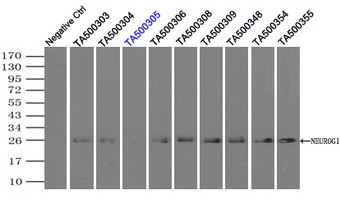 NEUROG1 Antibody in Immunoprecipitation (IP)