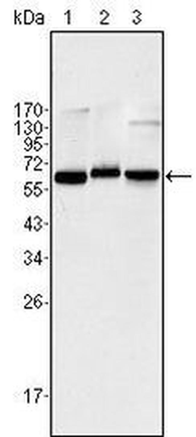 NFkB p65 Antibody in Western Blot (WB)