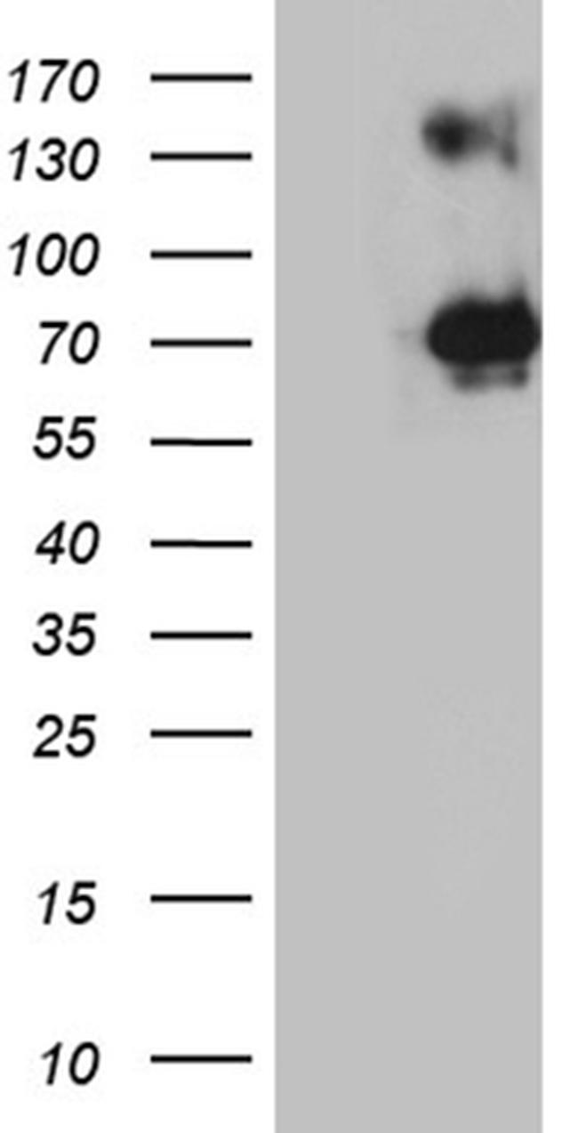NF Antibody in Western Blot (WB)