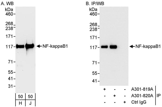 NF-kappaB1 Antibody in Western Blot (WB)